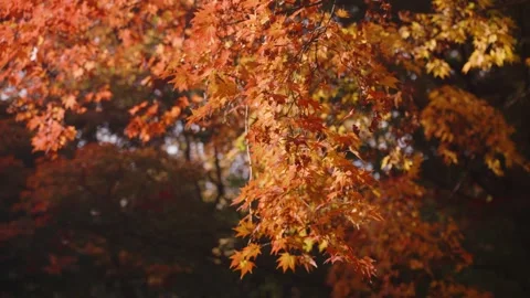 Close-up of Maple Tree Branches in Autumn - Parallax shot Vidéo 295339783