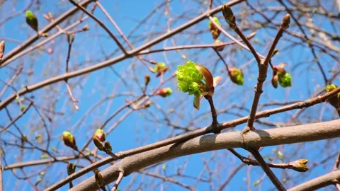 A close-up of maple tree branches with a budding green leaf emerging from a Stock Footage 336296517