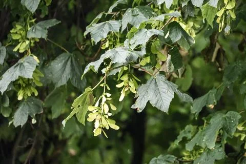 Close-up of maple tree branches with developing samaras and green leaves Stock Photos