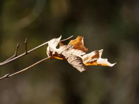 Close up of a maple tree leaf, bokeh in the background Stock Photos