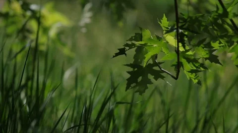 Close-up on maple tree leaves with changing wind Video stock 77102280