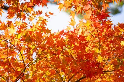 Close up Of Maple Tree leaves During Autumn with color change on leaf in or.. Stock Photos