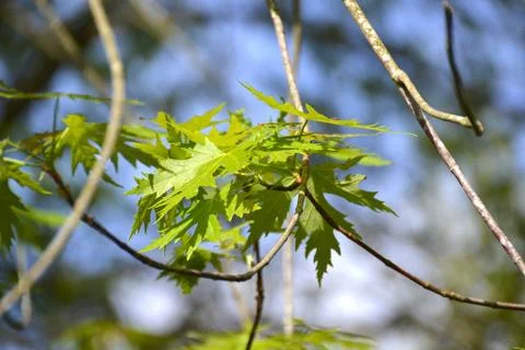 Close up Maple tree leaves hanging from a branch. Sycamore Leaf Stock Photos