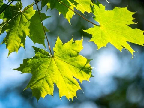 A close up of a maple tree Stock Photos