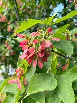Close-up of a Maple Tree with Red Winged Seeds Stock Photos