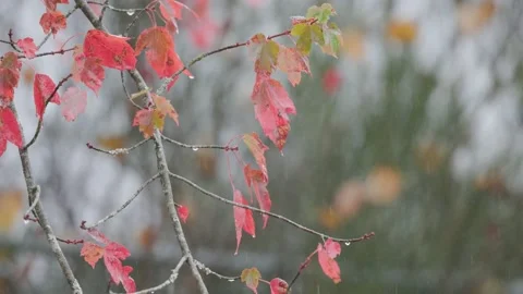 Close up of maple tree while raining 4k Stock Footage 232799478