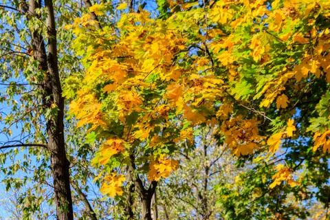 Close-up of maple tree with yellow and green leaves at autumn Stock Photos