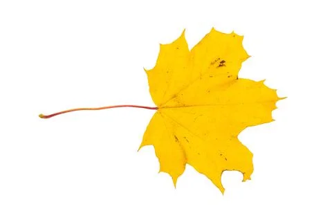 Close up of maple yellow autum leaf isolated on white background Stock Photos