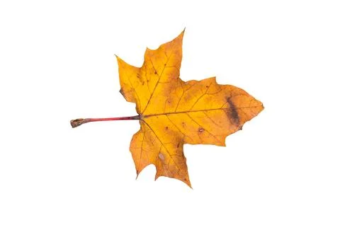 Close up of maple yellow autum leaf isolated on white background Stock Photos