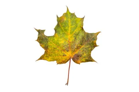 Close up of maple yellow autum leaf isolated on white background Foto stock