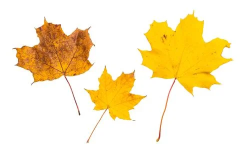 Close up of maple yellow autum leaf isolated on white background Stock Photos