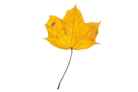 Close up of maple yellow autum leaf isolated on white background Foto stock