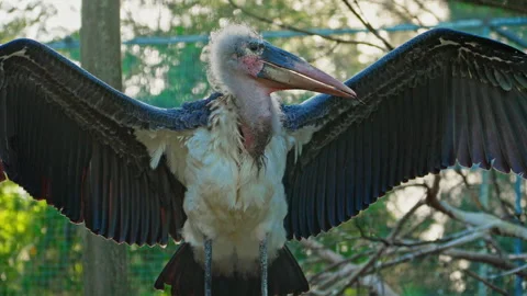 A close-up of a Marabou bird flapping its huge wings Stock Footage 305551922