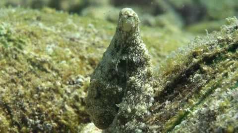 Close up of a marbled octopus hiding under a rock Stock Footage 256648150