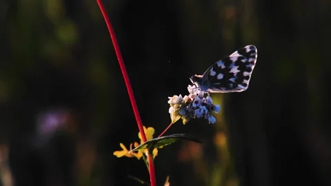 Close up of a marbled white butterfly resting on a wildflower in spring Stock Footage 342329787