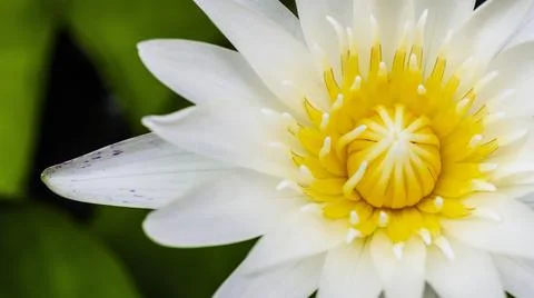 Close up marco top view white lotus flower or water lily flower blossom in on Stock Photos