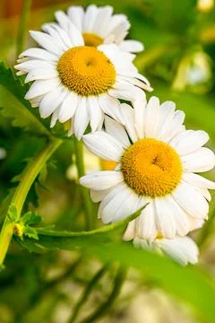 Close-up of Marguerite Daisy Flowers Stock Photos