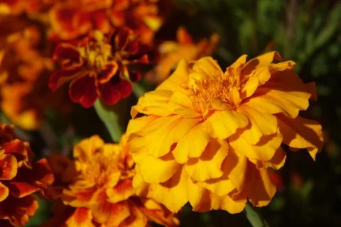 Close Up of Marigold Blossoms Stock Photos