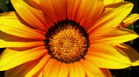 Close up Marigold flower. Stock Footage 52390275