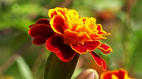 Close up on a marigold flower Stock Footage 67665565