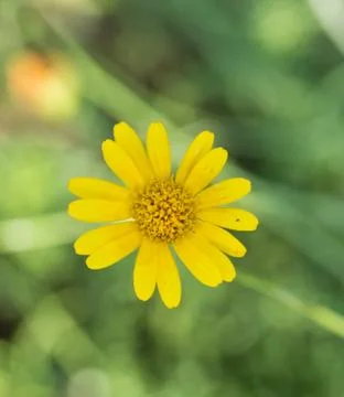 Close-up of marigold flower Stock Photos