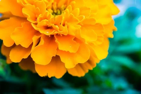 Close up of a Marigold flower Stock Photos