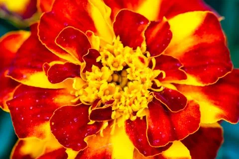 Close up of a Marigold flower Stock Photos