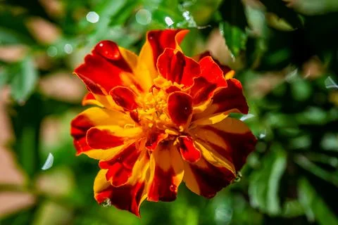 Close-up Marigold flower Stock Photos