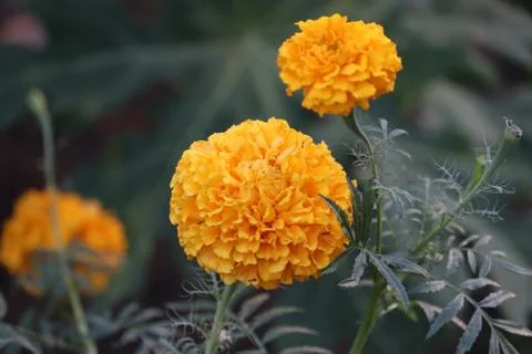 Close up of marigold flower in spring Stock Photos