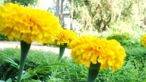 Close up on marigold flowers. Stock Footage 81194269