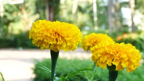 Close up on marigold flowers. Stock Footage 81195555