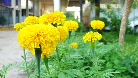Close up on marigold flowers. Stock Footage 81195568