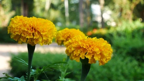 Close up on marigold flowers. Stock Footage 81195572