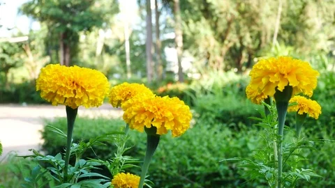 Close up on marigold flowers. Stock Footage 81195578