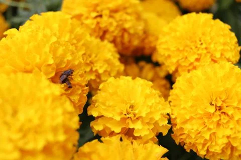 Close up Marigold flowers. Stock Photos