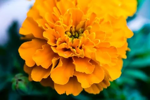 Close up of a Marigold Stock Photos