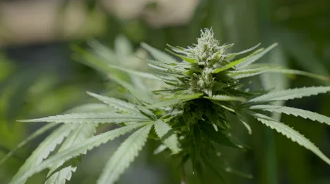 Close up Marijuana Budding Stock Footage 67871580