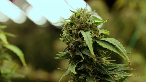 Close Up on Marijuana Cola Stock Footage 231132168