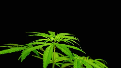 Close-up of marijuana leaf on black background, marijuana plant and sunlight Vídeos de archivo 231207096