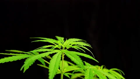 Close-up of marijuana leaf on black background, marijuana plant and sunlight Vídeos de archivo 231221465
