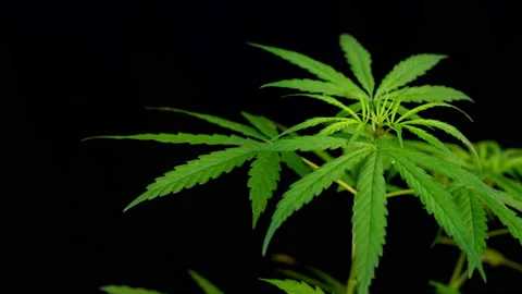 Close-up of marijuana leaf on black background, marijuana plant and sunlight Vídeos de archivo 231221558