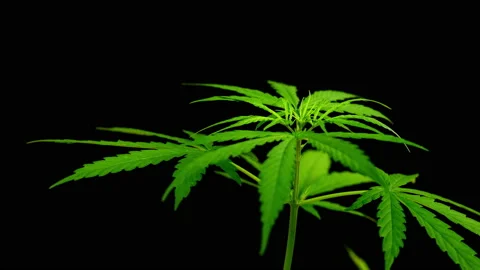 Close-up of marijuana leaf on black background, marijuana plant and sunlight Vídeos de archivo 231221596