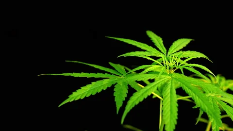 Close-up of marijuana leaf on black background, marijuana plant and sunlight Vídeos de archivo 231221669