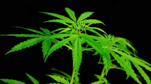 Close-up of marijuana leaf on black background, marijuana plant and sunlight Vídeos de archivo 231221690
