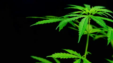 Close-up of marijuana leaf on black background, marijuana plant and sunlight Vídeos de archivo 231221710