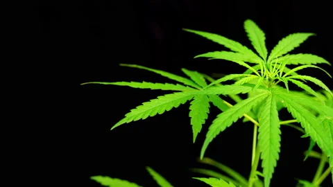 Close-up of marijuana leaf on black background, marijuana plant and sunlight Vídeos de archivo 231221714