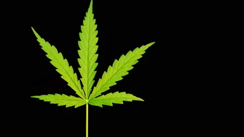 Close-up of marijuana leaf on black background, marijuana plant and sunlight Vídeos de archivo 231462515