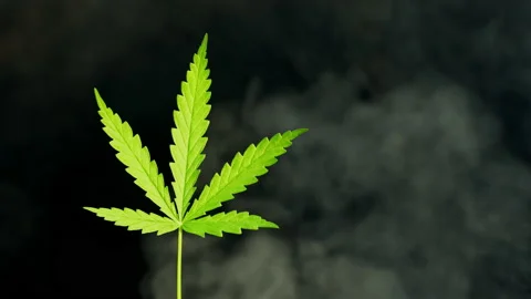 Close up marijuana leaf on black background with white smoke Vídeos de archivo 231462600