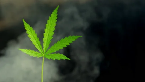 Close up marijuana leaf on black background with white smoke Vídeos de archivo 231462616
