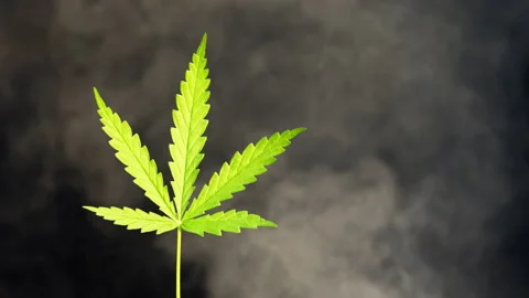 Close up marijuana leaf on black background with white smoke Vídeos de archivo 231462674